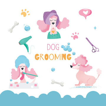 Dog grooming vector illustration for pet care salon. Cliparts of tools for animal hair grooming, haircuts, hair dryer.  Picture of cute pink poodle.