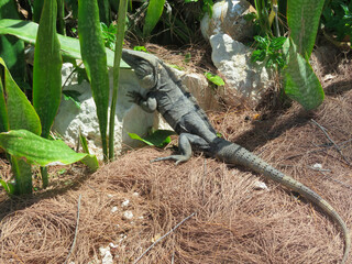 iguana on the rock