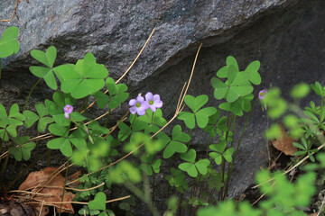 flowers on the stone