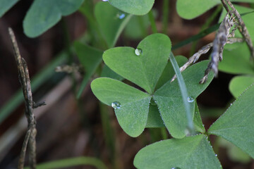 leaf with dew drops