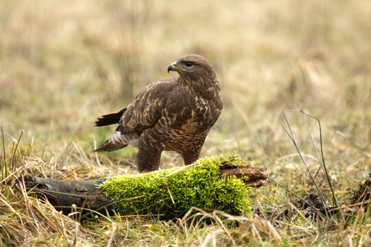 The Common buzzard on the forest at spring. Buteo buteo. Portrait of Common buzzard, wildlife animals. Bird of prey.