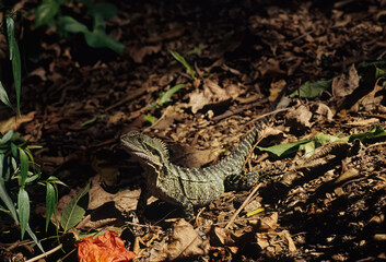 Australian water dragon....