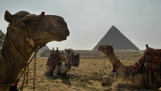 2022 - Camels sit in the sand outside the pyramids of Egypt.