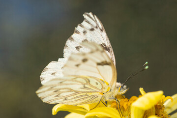 White butterfly perched on a zinnia flowr , in th garden 