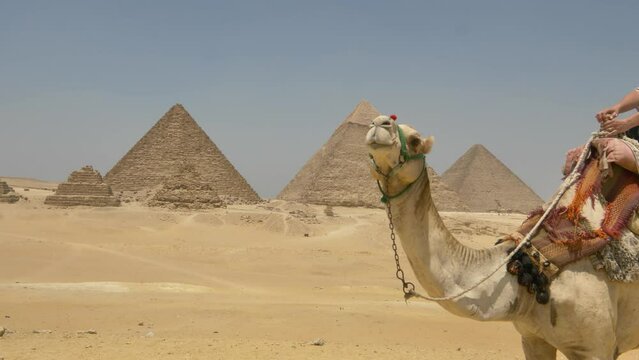 2022 - A woman rides a camel by the pyramids of Giza.