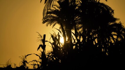 2022 - A crane flies past palm trees and the setting sun in Egypt.