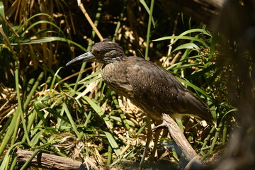 Young Yellow-crowned Night Heron in Texas