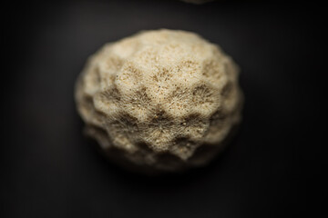 close up of coral texture in soft light