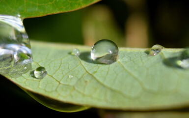 Rain drop