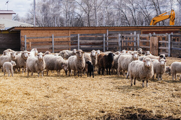Flock of sheep in an open stall in the farm