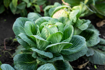 Green cabbage with natural light