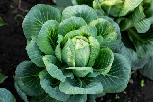 Natural green cabbage full of vitamins 