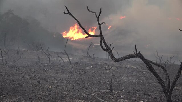 2022 - Smoke rises from a controlled fire behind dead brush in Santa Barbara, California.