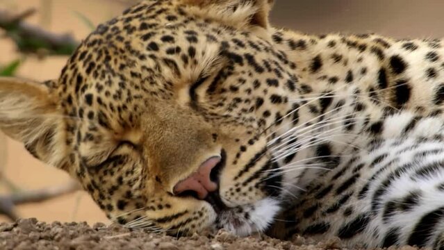 Big cat. Leopard. Wild animal.Portrait of a wild predator, an animal.