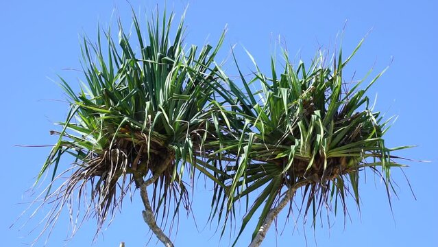 Fragrant Screwpine flower (Pandanus fascicularis, Pandanus odorifer, Pandanus tectorius) with nature background.