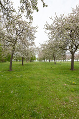 Apple blossom in an old fashioned cider orchard