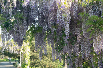 Fototapeta na wymiar Close up view of beautiful purple wisteria blossoms hanging down from a trellis in a garden with sunlight shining from above through the branches on a sunny spring day.