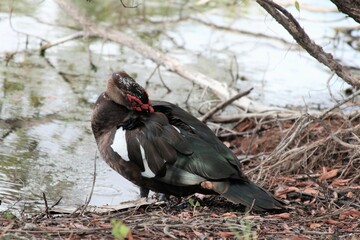 Muscovy duck medium shot 