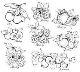 Collection of hand drawn berries isolated on white background. Strawberry, Cherry, Raspberry, Gooseberry, Blackberry, Red currant and Blueberry - 584822097