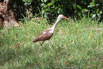 Brown and white tropical bird during spring