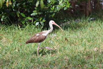 Brown and white tropical bird during spring