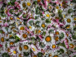 flowers background