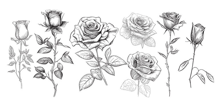 Tatuagem de rosa rose tattoo | Rose tattoo sleeve, Rose drawing tattoo,  Pink tattoo