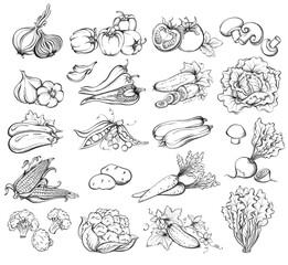 Set of vegetables. Collection of food sketch. Hand Drawn Vector illustration