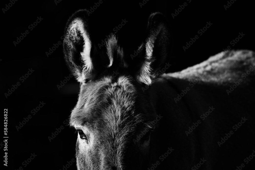 Wall mural Mini donkey closeup with ear listening and eye looking in dark low key lighting. - Wall murals