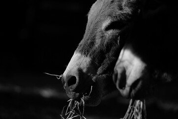 Mini donkeys show friendship and companion on farm close up.