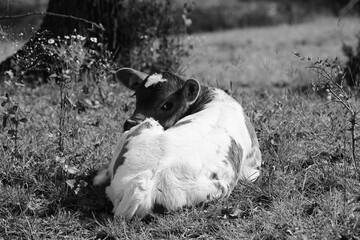 Cute calf on farm closeup in black and white, laying in field.