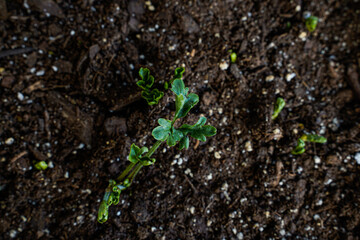 Ranunculus sprout growing from the soil.