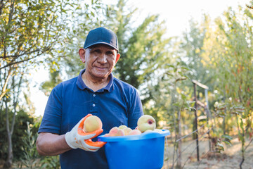Elderly latin indigenous farmer man harvesting peaches from the tree in the garden. Small farmer concept