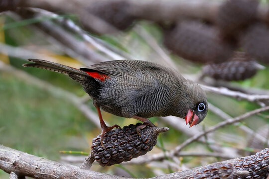 Australian Beautiful Firetail feeding on seeds of the Casuarina Tree