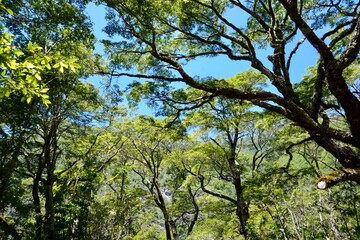green trees
