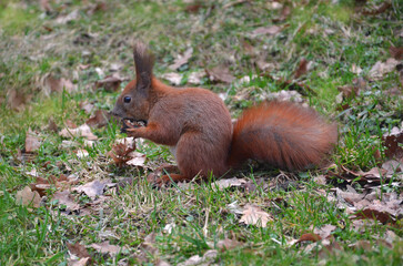Naklejka na ściany i meble Cute wild redhead squirrel in the park sits in grass with old fallen leaves holds walnut in its front paws and eats it. Closeup photo outdoors. 
