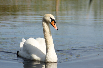 Closeup of white swan floating on rippled lake coming frontal lateral view