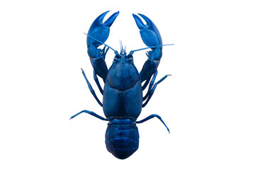 Blue lobster (Crayfish) isolated on white background