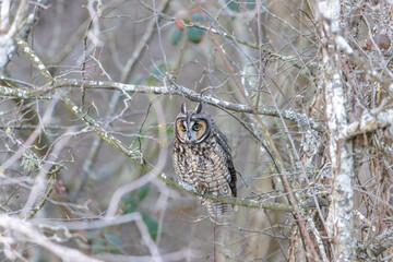 Long eared owl