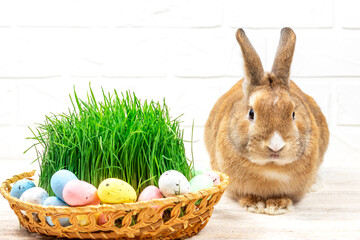 Fluffy Easter Bunny with a basket of painted Easter eggs and green grass against a white brick wall. Selective focus. Easter concept.