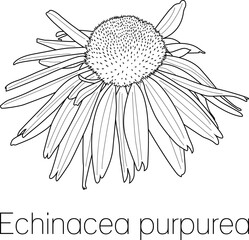 Echinacea Purpurea Flower outline