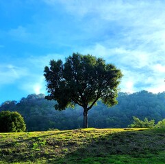 Obraz premium tree on the hill blue sky