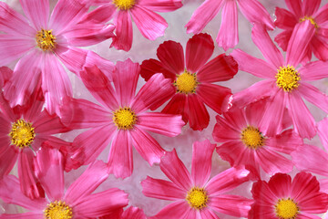 Garden cosmos or Mexican aster. Purple pink Cosmos flower different colors. Flowers background....