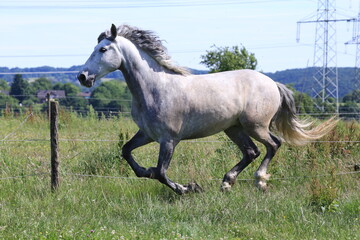 Pferd (Schimmel) in der Natur