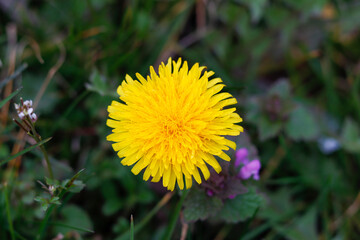 Blühender Löwenzahn