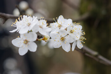 Fototapeta na wymiar Weiße Kirschblüten im März