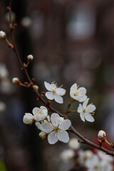 Weiße Kirschblüten im März