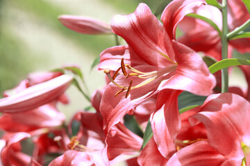 Fototapeta premium Oriental Hybrid Lily close up. Pink Stargazer Lily flower. Full blooming of Pink Asiatic lily flower. Lilium hybridum flowers background. Bouquet of large Lilies. Lilium belonging to the Liliaceae