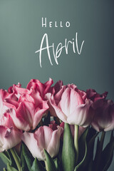 Hello April text. Beautiful Bunch of Pink Parrot Style Tulips in the Vase on green background, spring holiday concept, art background