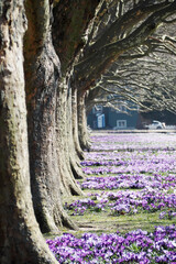 spring .  trees grow in a row in a park next to purple crocuses and a sunny day